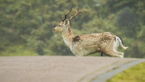 Ein Hirsch mit Geweih überquert bei Tageslicht eine Landstraße vor einem bewaldeten Hintergrund.