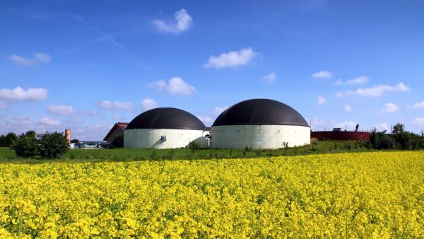 Biogasanlage mit zwei großen runden Fermentern auf einem Feld mit blühendem Raps