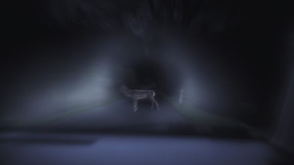 Ein Reh steht nachts auf einer dunklen Landstraße im Lichtkegel eines Autos.