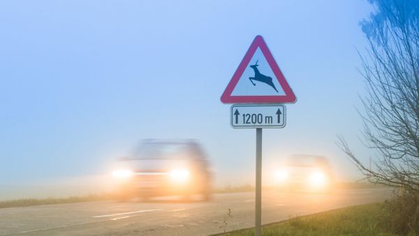 Warnschild Achtung Wildtiere