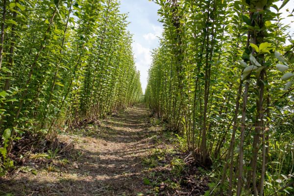 Ein schmaler Pfad, der von hohen grünen Pflanzen gesäumt ist, führt unter einem strahlend blauen Himmel tiefer in einen üppigen, lebendigen Wald.