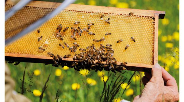 Abeilles faisant du miel 