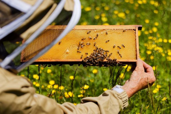 Journée mondiale des abeilles miel