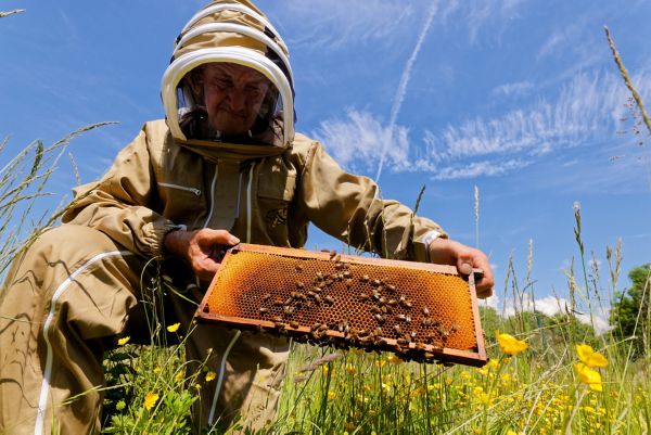 Journée mondiale des abeilles miel