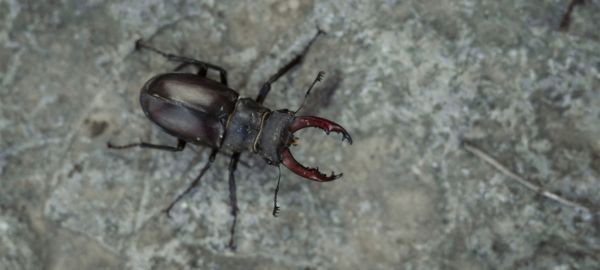 Za přírodou do velkoměsta?! 2 unikátní jevy, které pozorovat v Praze