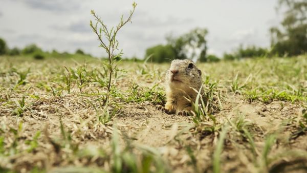 Výlet, na který nezapomenete: Kam za unikátní kolonií syslů?
