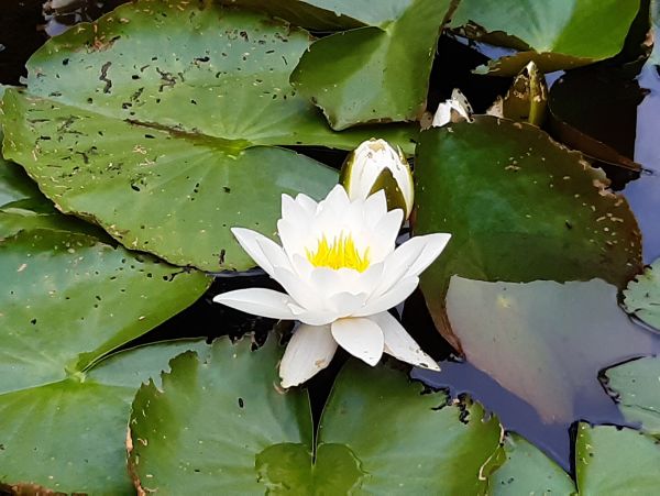 lily in a pond