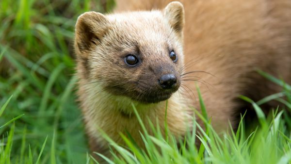 Nahaufnahme eines jungen, hellbraunen Marders mit runden Ohren und dunklen Augen, der inmitten von grünem Gras steht.