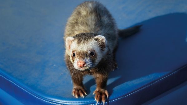 Ein Marder mit graubraunem Fell steht auf einer blauen Fläche und schaut direkt in die Kamera.