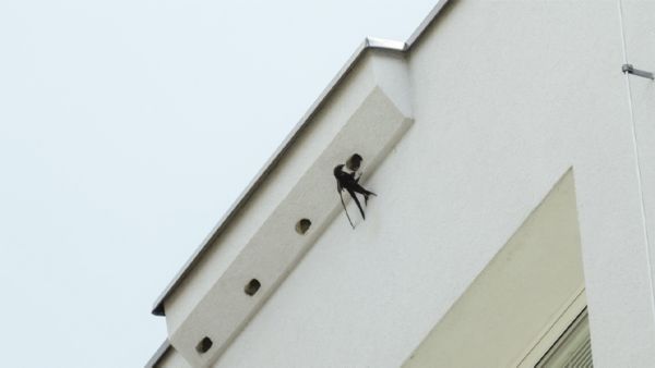 Za přírodou do velkoměsta?! 2 unikátní jevy, které pozorovat v Praze