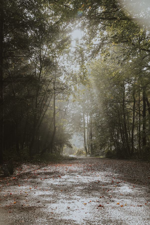 Bosweg met licht dat door de bomen valt