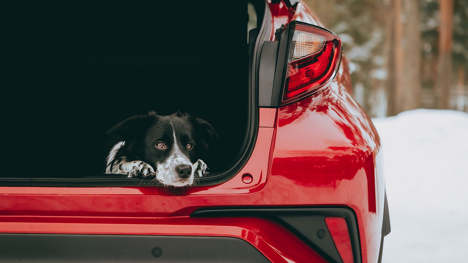 Toyota priedai šunų savininkams