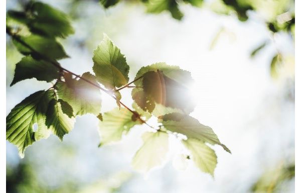 Frische grüne Blätter im Sonnenlicht