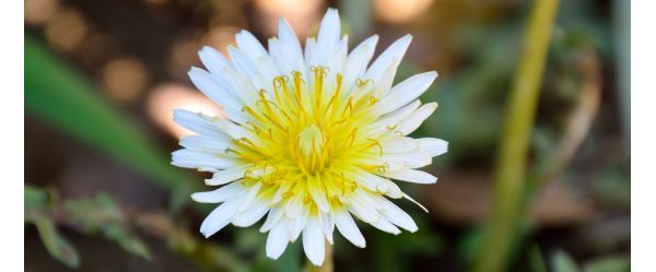 The Japanese Dandelion