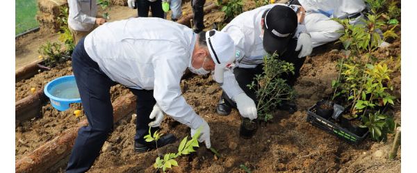Toyota employees from the Mirai plant planting saplings