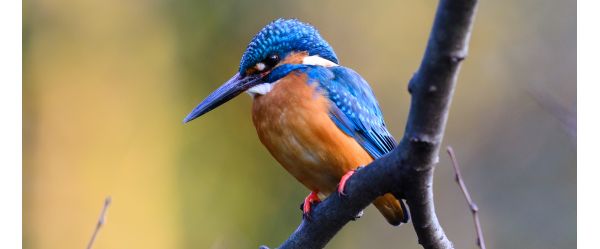 King Fisher