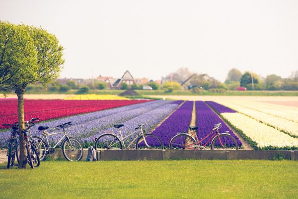 Toyota, lifestyle, fietsen, in, de, bollenstreek