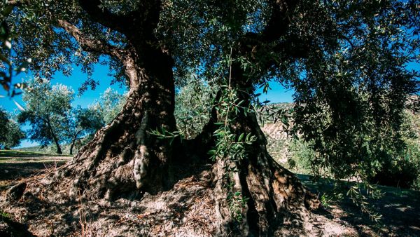 El aceite de oliva se torna intenso