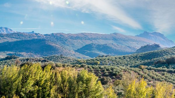 El aceite andaluz más premiado del mundo