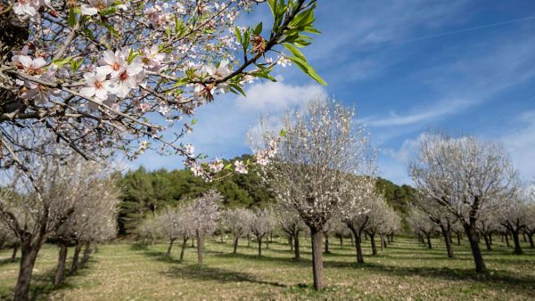 7 millones de almendros florecen en Mallorca