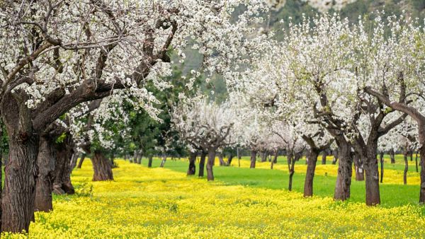 7 millones de almendros florecen en Mallorca