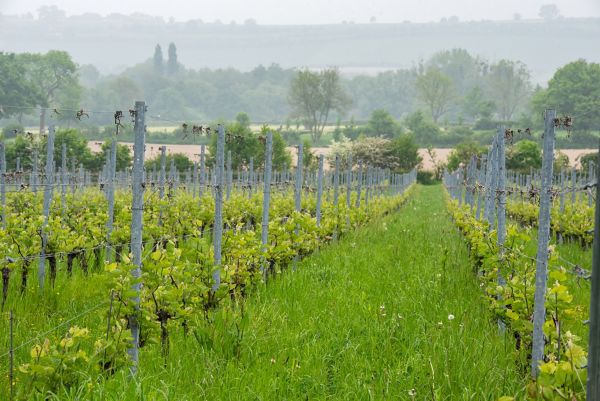 biodynamische, wijngaard