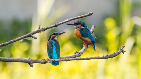 Birds sitting on a branch