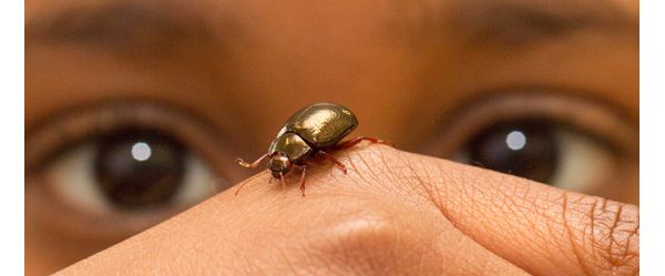 Close up of child looking at a beetle