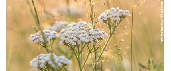 White wildflowers