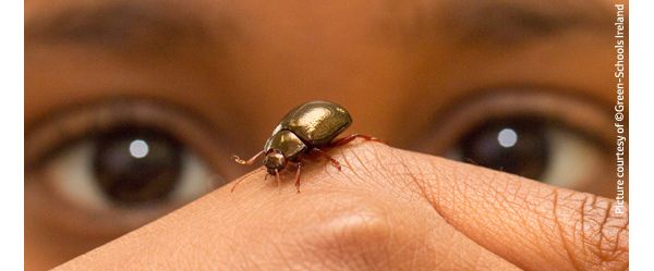 Close up of child looking at a beetle