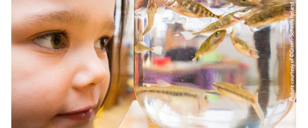 Child looking at fish