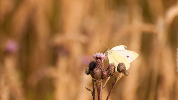 Environment biodiversity