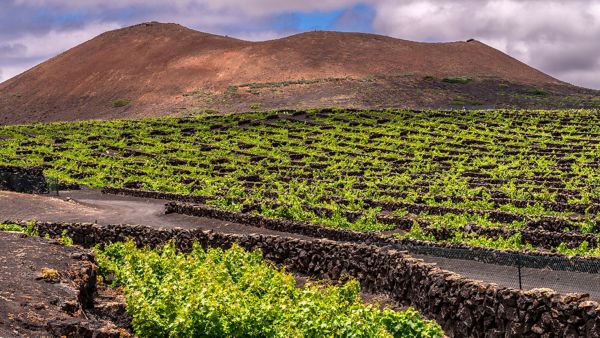 El aceite de oliva se torna intenso