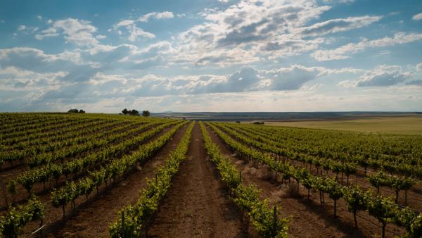 Un gran vino de pago en Bodegas Martúe