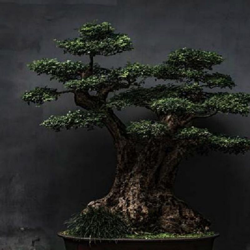 Bonsai Nedir?: Lexus iin nemi | Lexus Trkiye