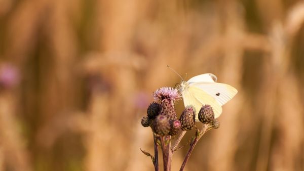 Butterfly landing on a plant