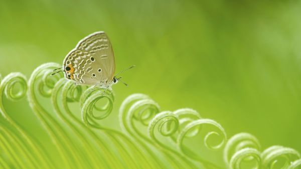 Butterfly landing on a plant - Toyota Environment