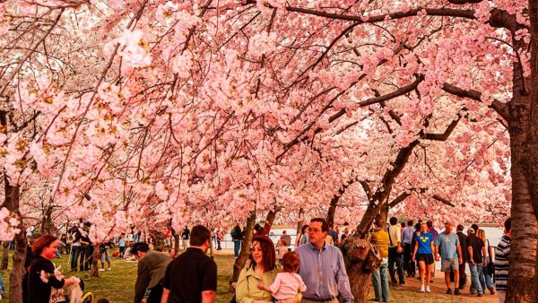 cerezos en flor