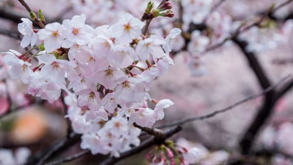 cerezos en flor