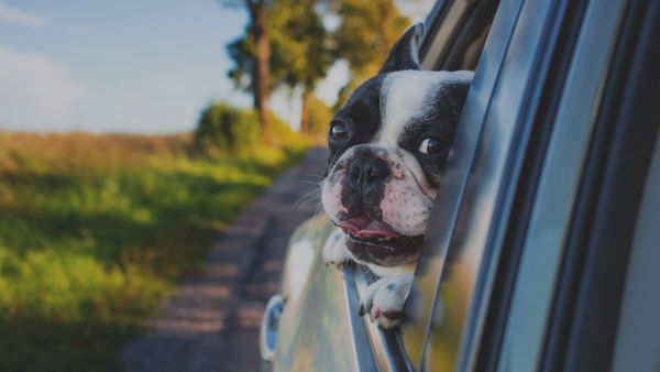 como-transportar-mascota-coche