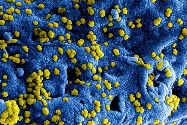 Coronavirus image header