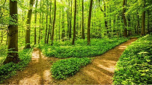 Dichte Waldszene mit einem Waldweg, der sich in zwei spaltet und der Sonne, die durch die Bäume scheint