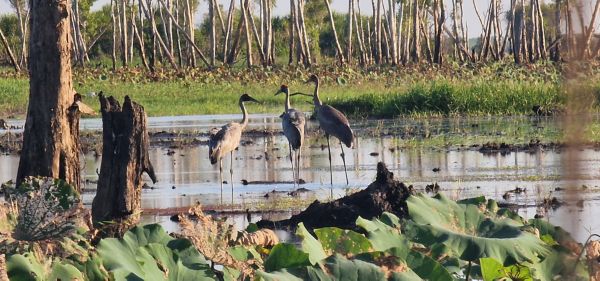 Kakadu nasjonalpark