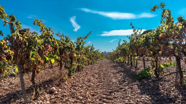 España es un mundo: Montsant, Tarragona