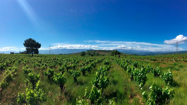 Vinos del Bierzo con denominación de origen