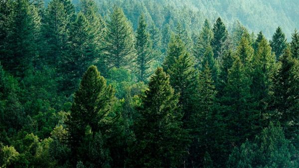 Gestos para proteger el medioambiente