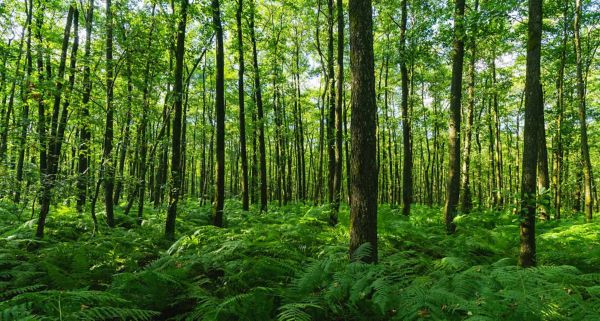 Services généraux et environnement