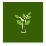 Ikona drzewa z liśćmi na zielonym tle.