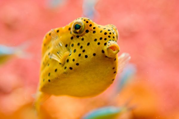 Eine Nahaufnahme eines gelben Kugelfischs mit schwarzen Flecken, der vor einem leuchtend rosa und orangefarbenen Hintergrund schwimmt.