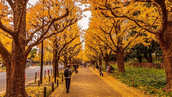 otoño en tokio